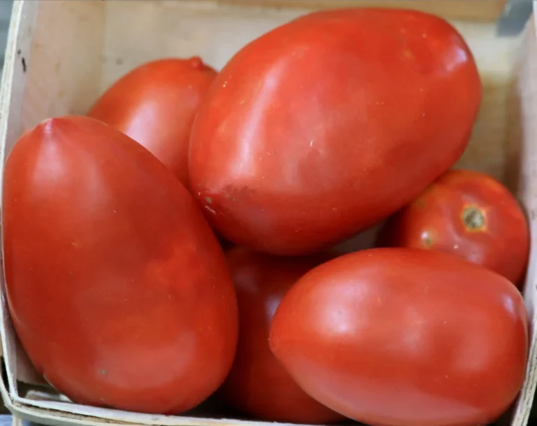 Tomato Varieties