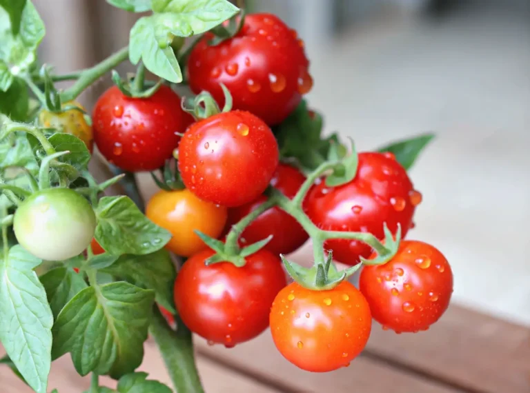 Determinate vs. Indeterminate Tomato Varieties Differ