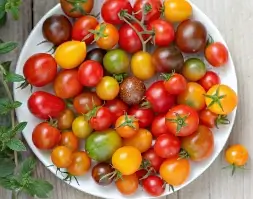 Cherry Tomato Varieties