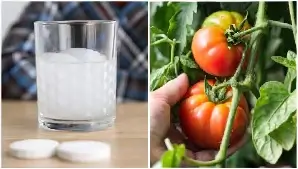 aspirin for tomato plants