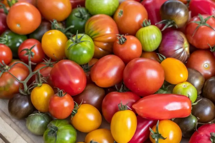 Tasting Tomato Varieties