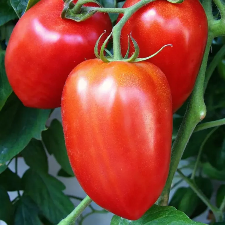Amish Paste Tomato