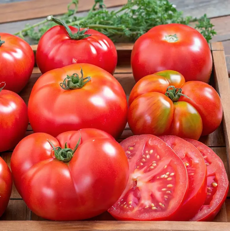 Tomato Varieties