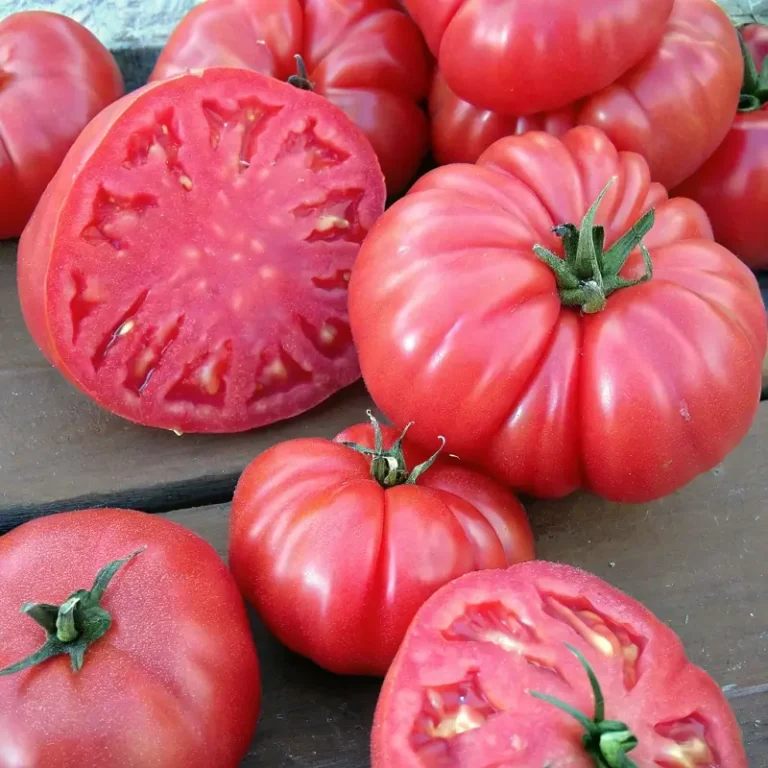 Brandywine Tomato